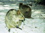 australia - quokka's on rottnest island wa.jpg
